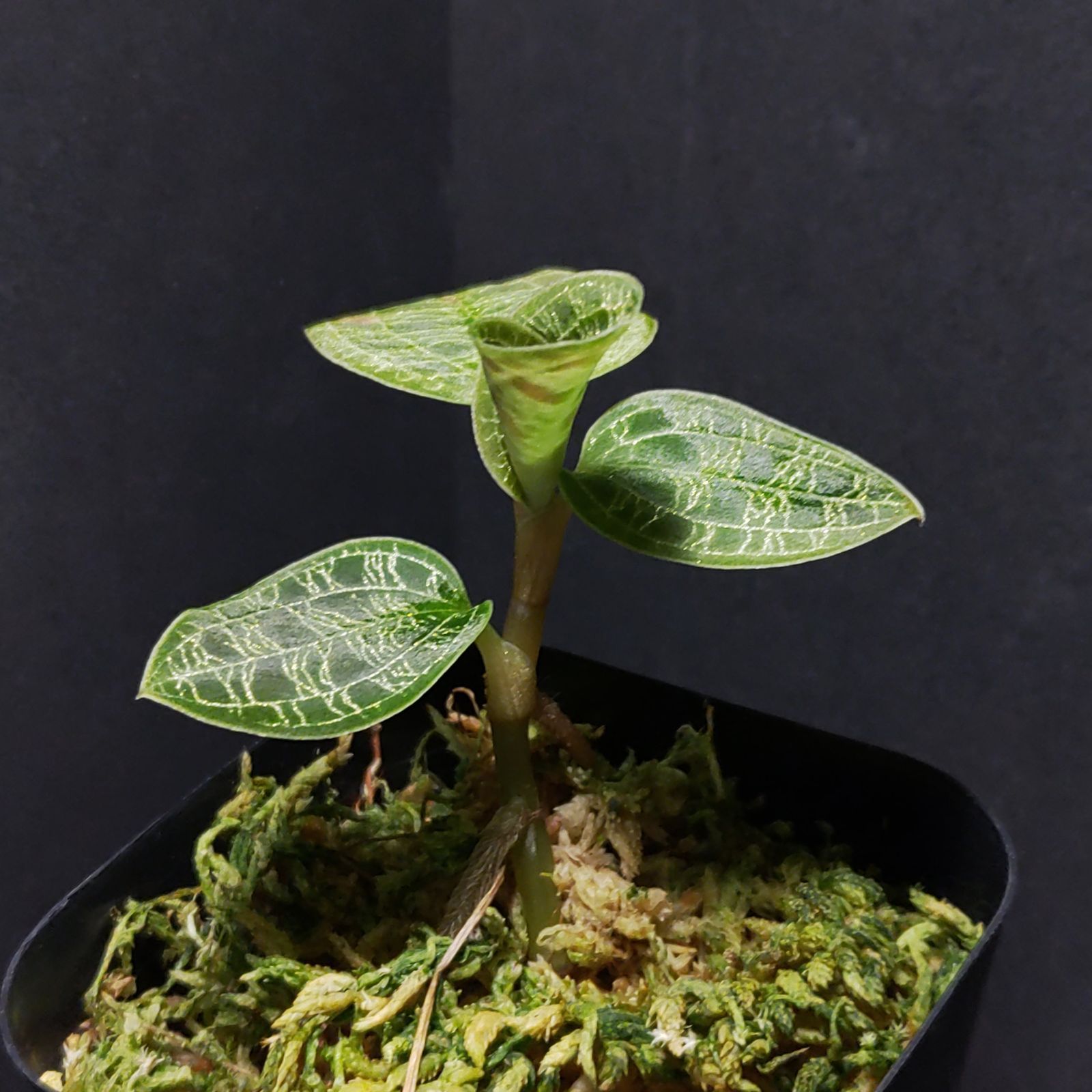 ジュエルオーキッド　マコデス　ペトラ マコデス ペトラ ジュエルオーキッド - メルカリ