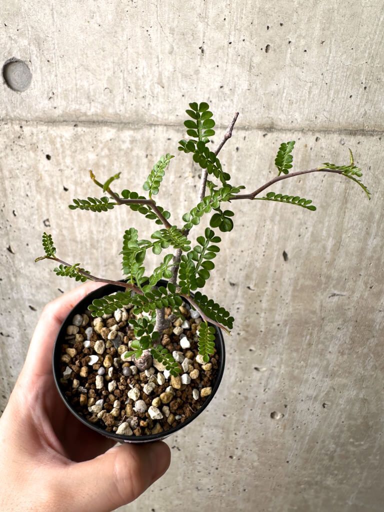 S*i様 オペルクリカリア パキプス 種子 100粒 種子] オペルクリカリア パキプス Operculicarya pachypus Lot.2025Dの