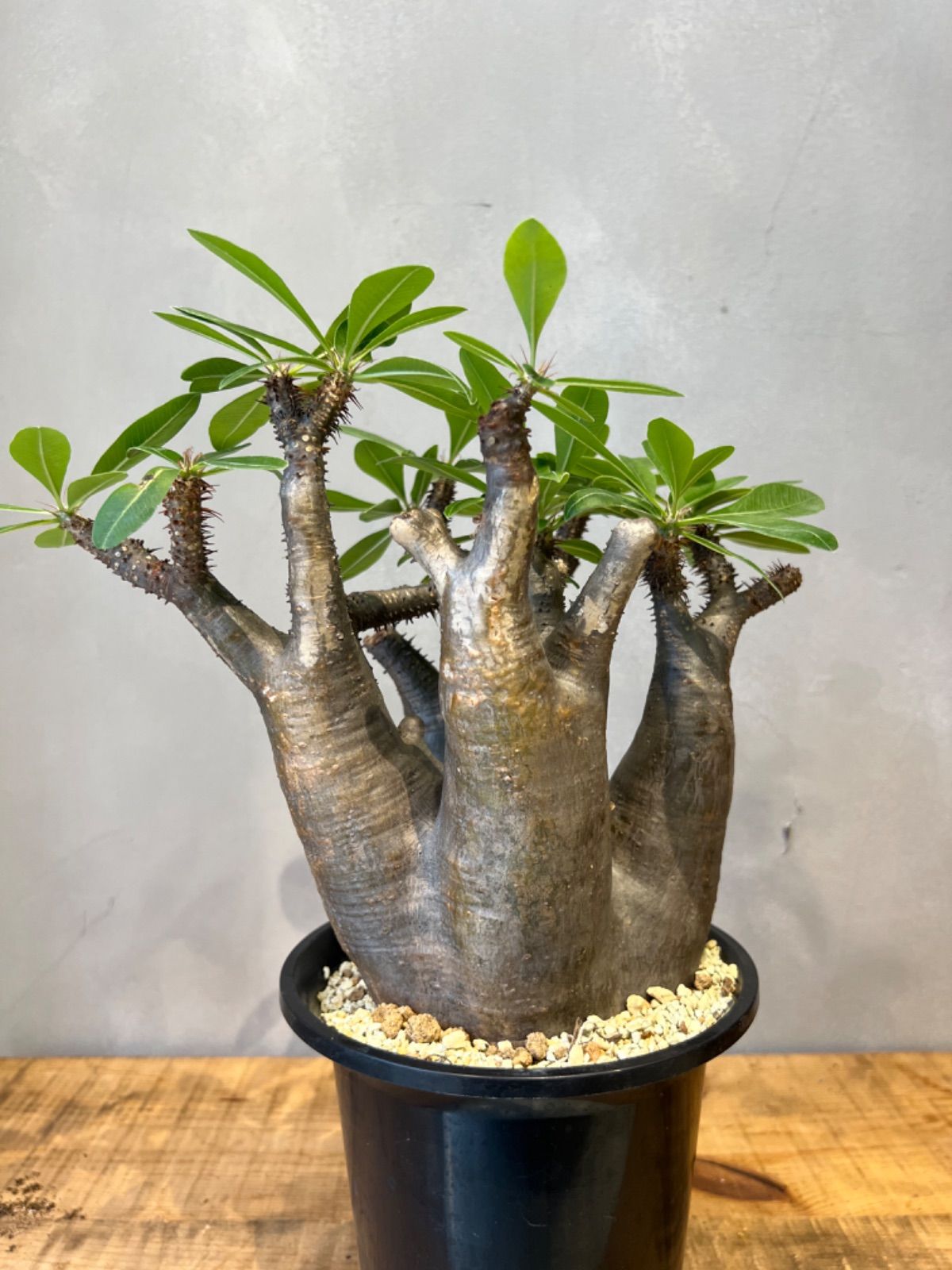 残り1株・早い者勝ちとなります】パキポディウム マカイエンセ 現地球