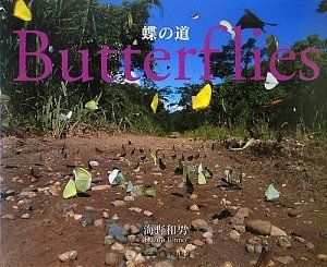  蝶の道 Butterflies
