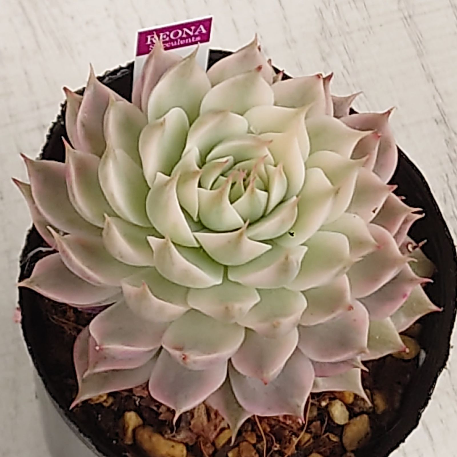 多肉植物　★　Ｅ７７　　エケベリア　マーガレット錦　★　キュートなかわいいグラデーション　(*^-^*) マーガレット錦 \u2013 多肉植物の通販・販売サイト tawawa