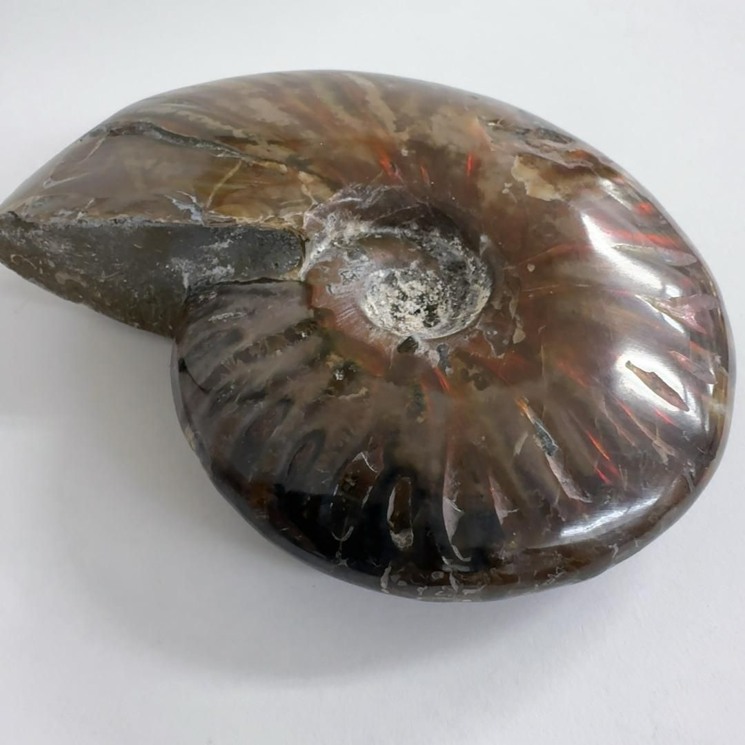 E31538 レッドファイヤーアンモナイト 化石 クリオニセラス アンモナイト 化石標本 NEXPOTALLINN_EU