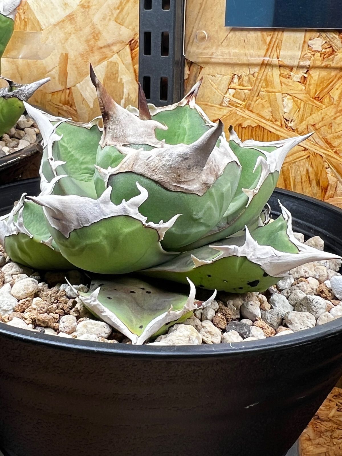 アガベ 白犀牛 白覆輪 アガベ 白犀牛 アガベ 白犀牛 白覆輪 アガベ チタノタ '白犀牛' Agave