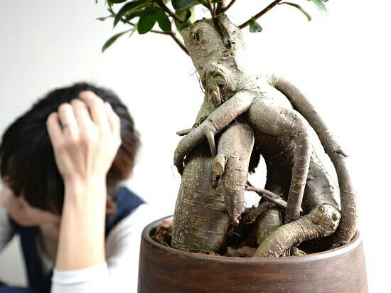 同梱発送　⭐︎はるん⭐︎　幹太ガジュマル　天然苔　盆栽仕立て　陶器鉢　植え込み 楽天市場】【鉢カバー】がじゅまる（幹太）手塗り ペイント