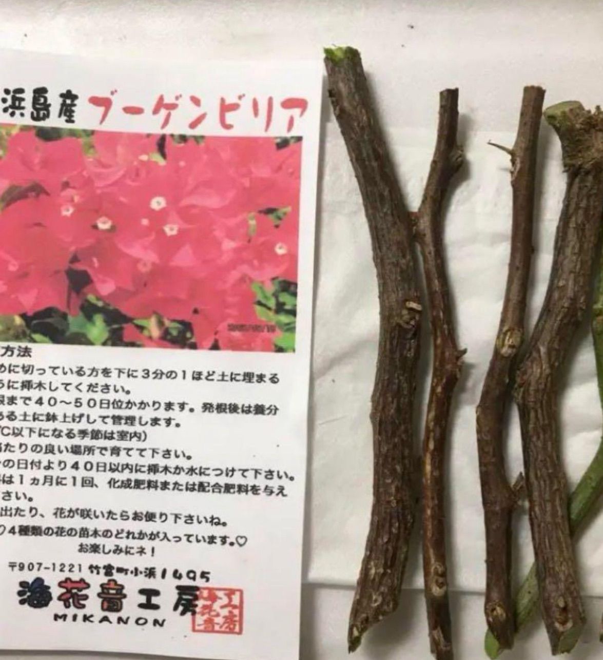 沖縄小浜島産ブーゲンビリアピンクカット苗木 - メルカリ