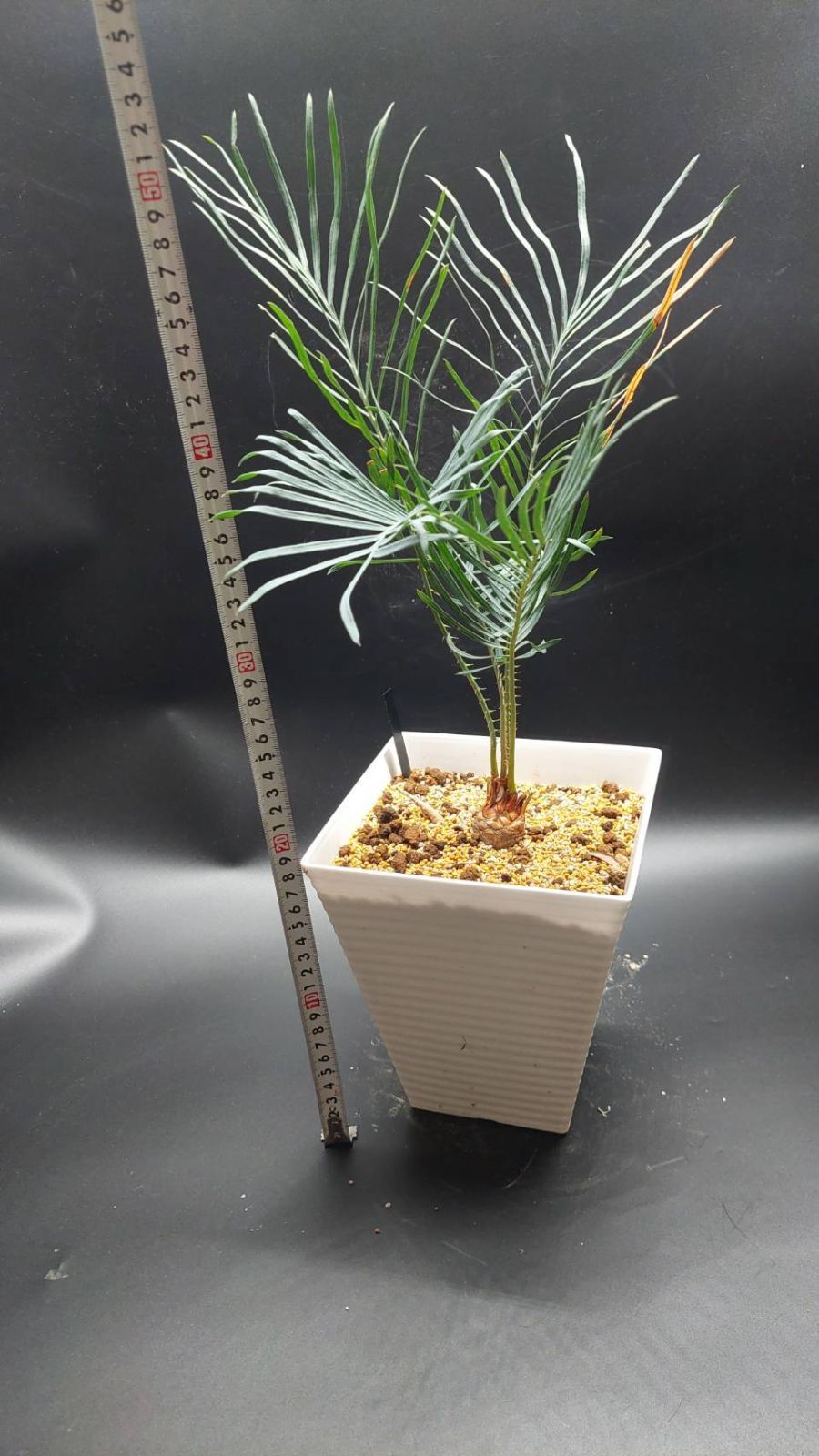 サイカス カイルンシアナ 3 3 サイカス カイルンシアナ オーストラリア