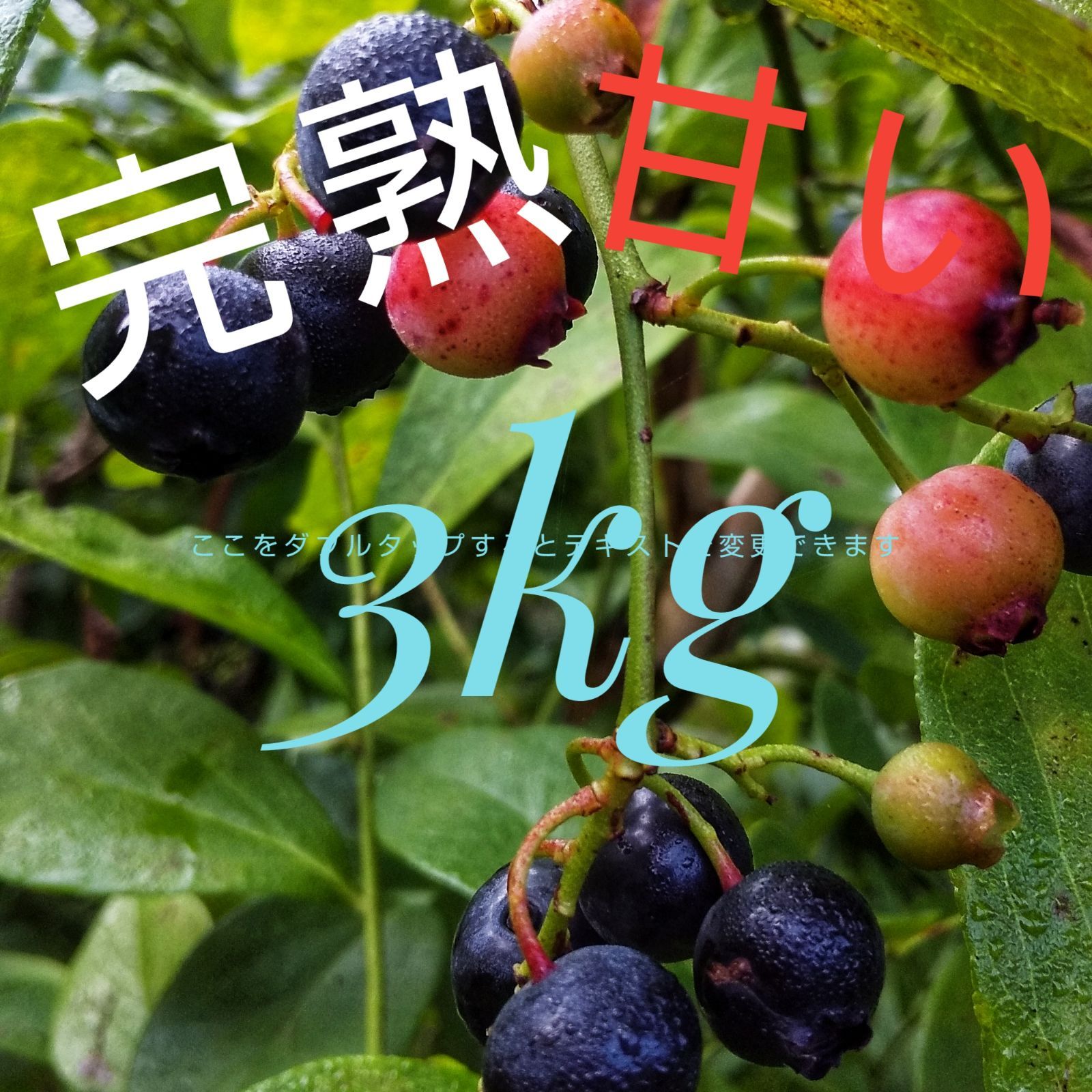 ○2kg 冷凍クール便‼○ 栃木県産ブルーベリー 冷凍完熟ブルーベリー3kg