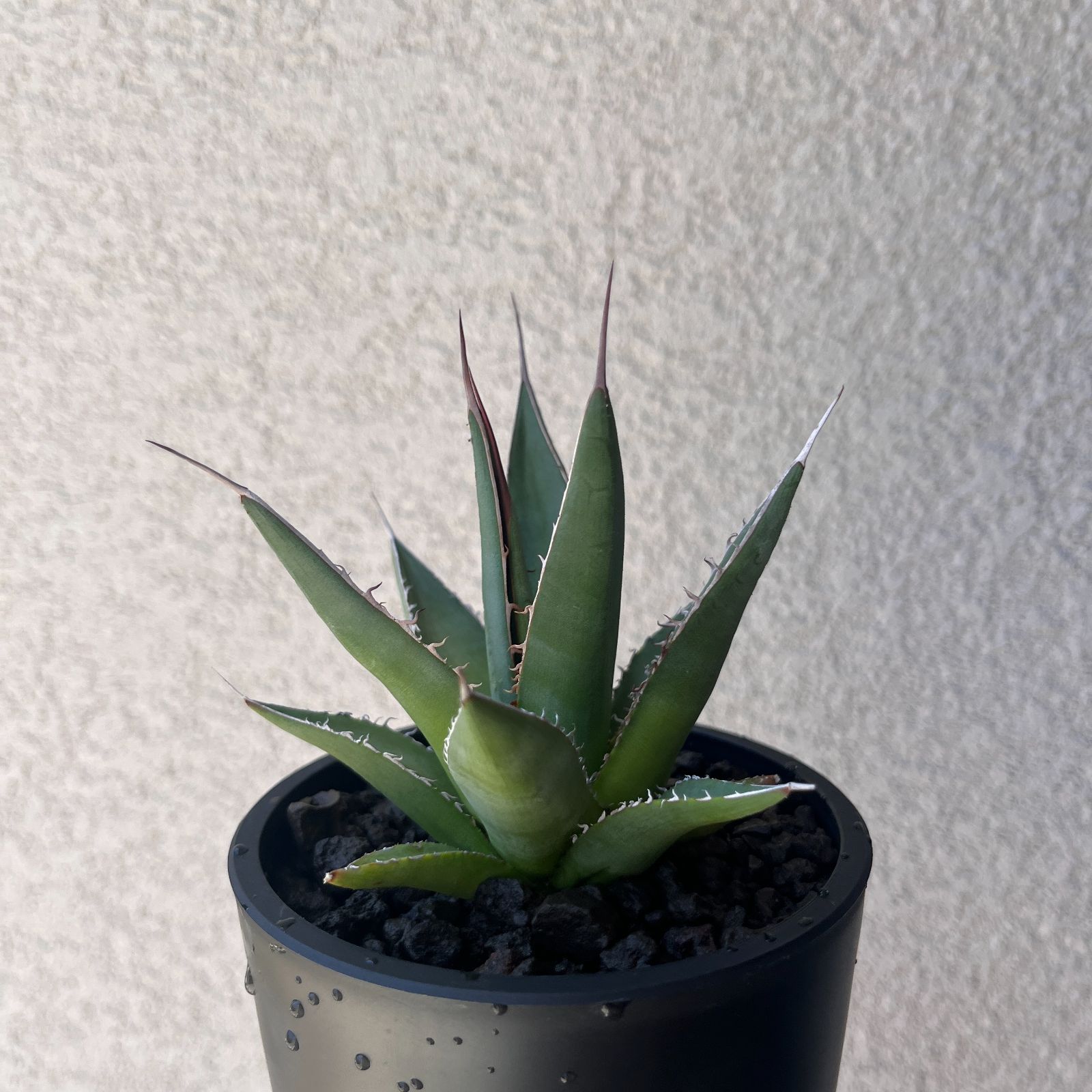 アガベ・ホリダ 実生株3年目｜Agave horrida Seedling15 - メルカリ