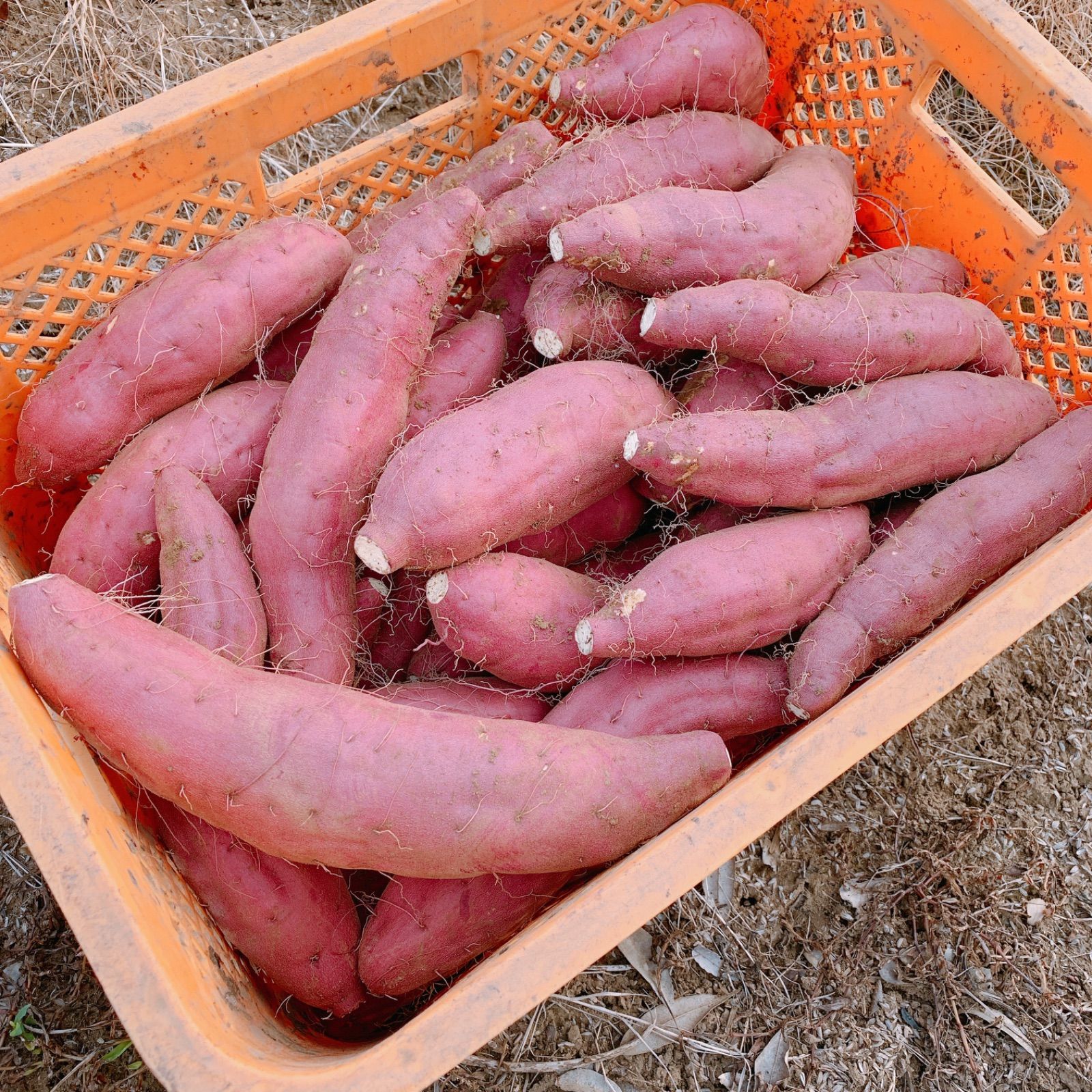 訳あり　干し芋　熟成　シルクスイート　400g ほしいも ワケあり