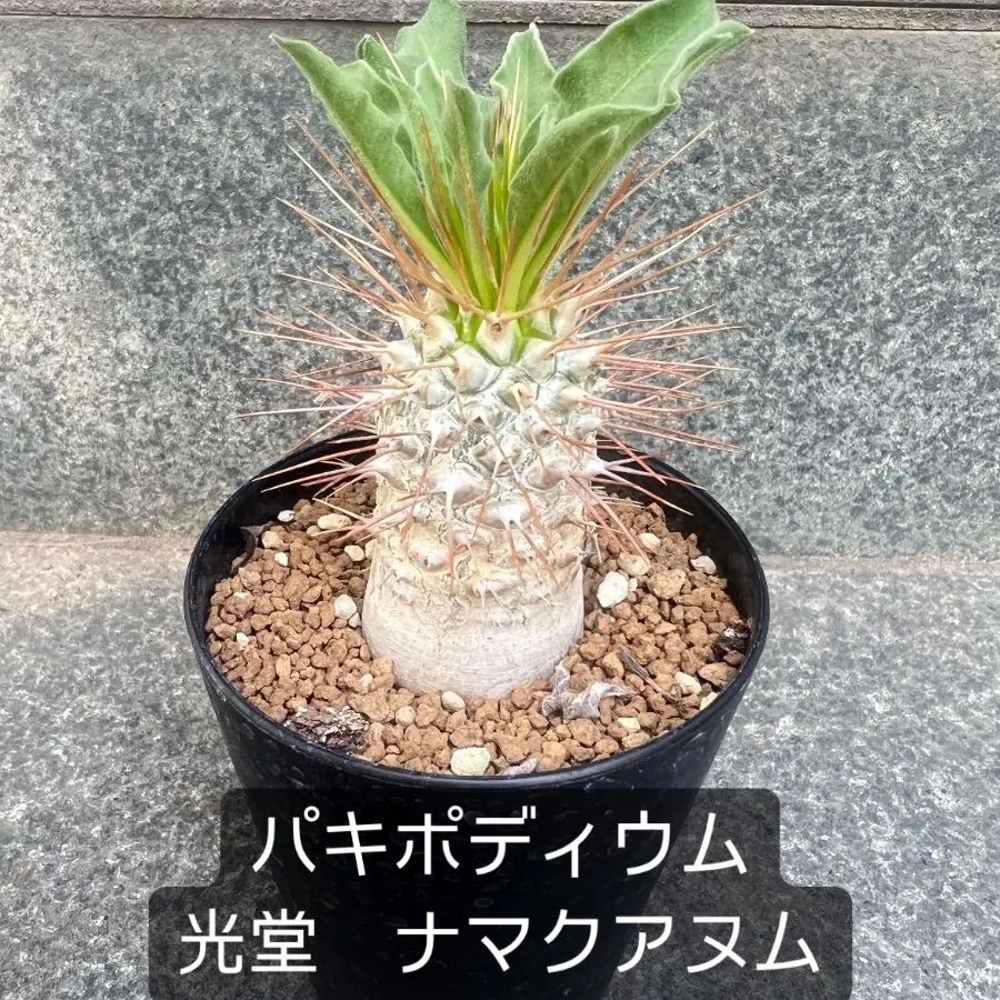 パキポディウム　光堂　実生5-1108 Pachypodium namaquanum【パキポディウム・ナマクアナム・光堂