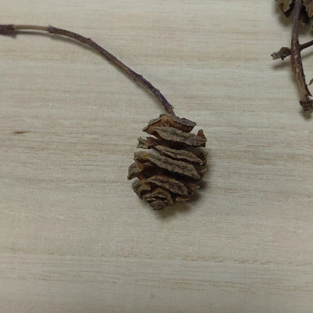 メタセコイアの実 50個 メタセコイアの実（50個） - メルカリ