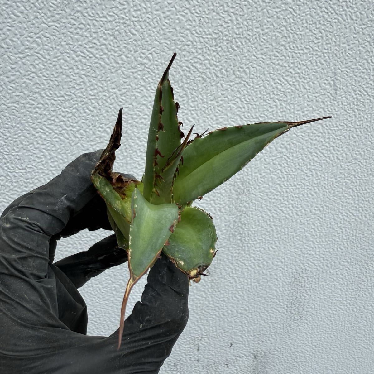アガベ チタノタ イタリア カキコ Agave titanota chain アガベ チタノタ チェーンタイプ カキコ