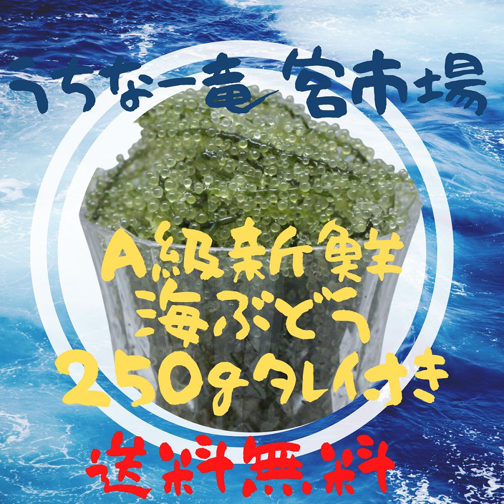 沖縄県産 A級 新鮮 海ぶどう 250g - Rokumonsen - メルカリ