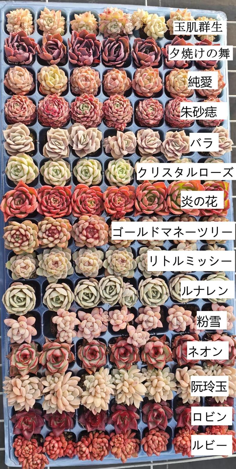 15種類の土と根付き105苗セット 多肉植物の大満足パック