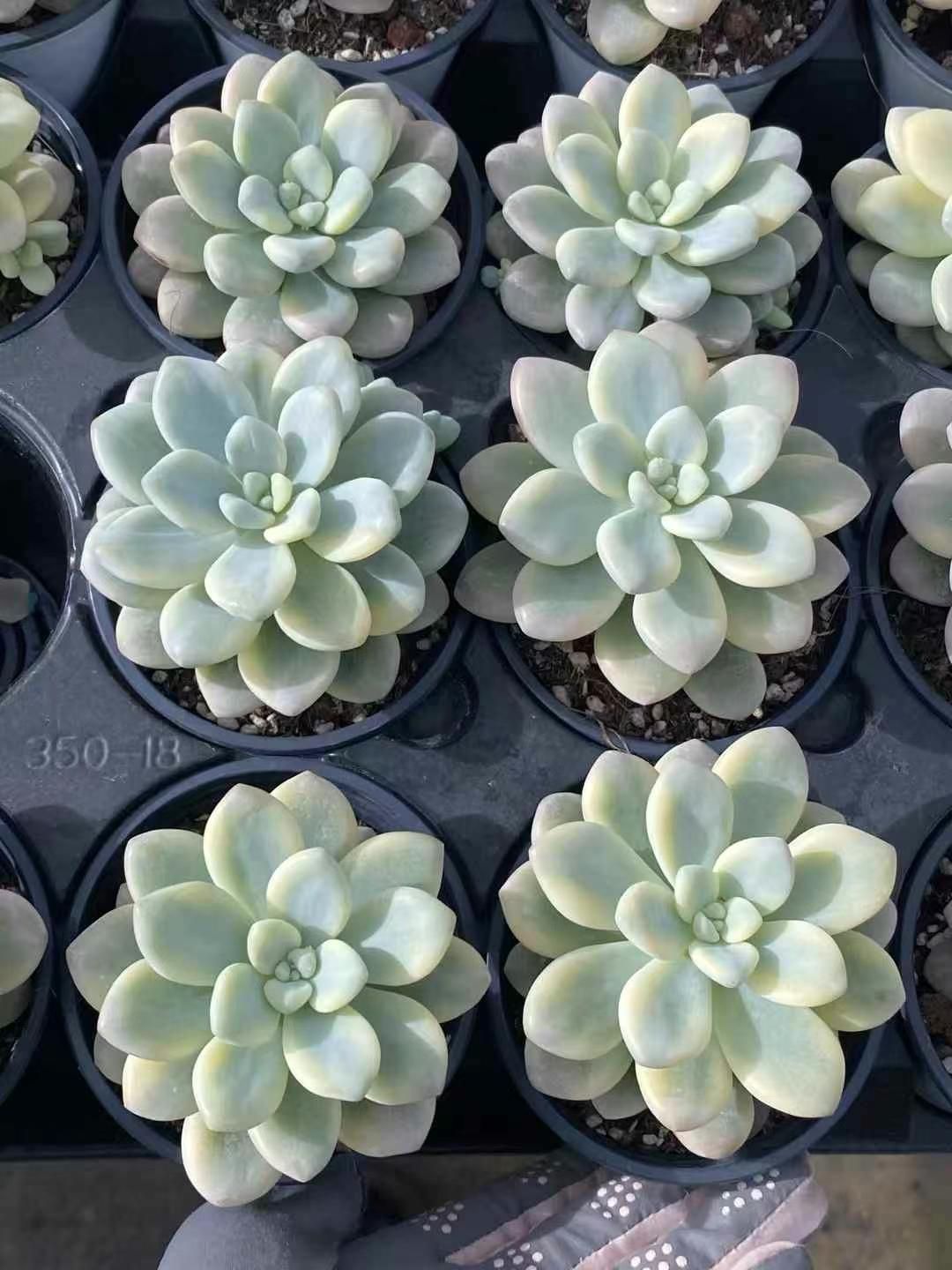 s*様 B2034×45株 タロック錦 抜き苗 多肉植物 エケベリア サボテン s*様 B2034×45株 タロック錦 抜き苗 多肉植物 エケベリア サボテン ラ