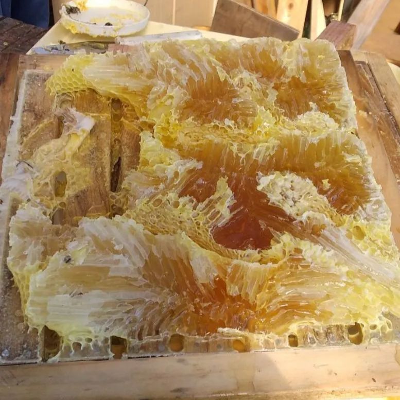 日本蜜蜂ハチミツ(春蜜)150g×3 - メルカリShops