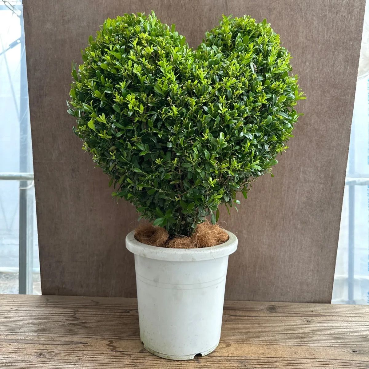 現品】ツゲ ウィンタージェム ハート ② 8号 1本 観葉植物 観葉 植物 