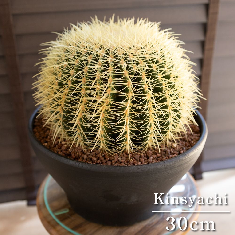 発根済 30cm 金鯱 サボテン 特大 10号 多肉植物 ドライガーデン キンシャチ 金シャチ 陶器鉢 0426BK