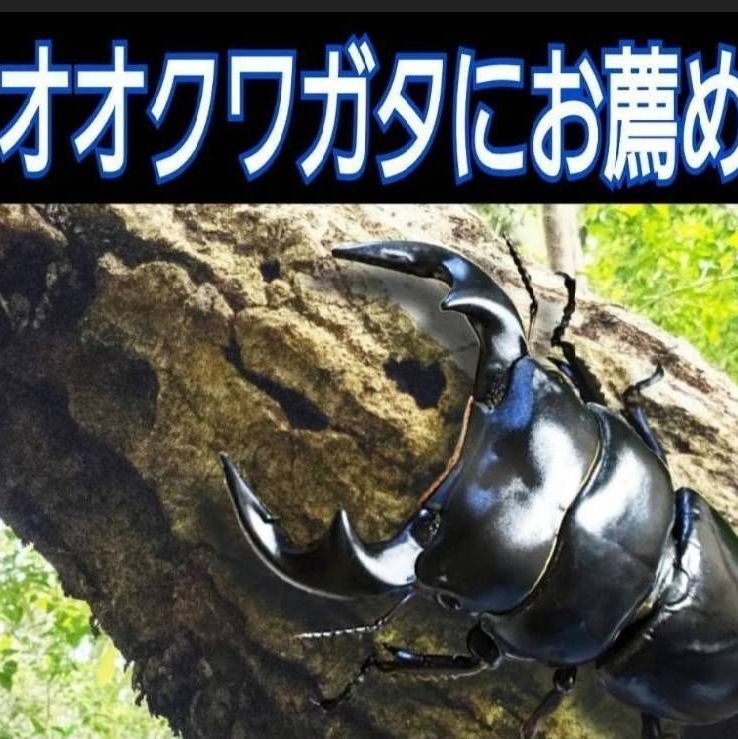 椎茸廃菌床6ブロック☆カブトマットに埋め込み栄養強化に！クワガタ