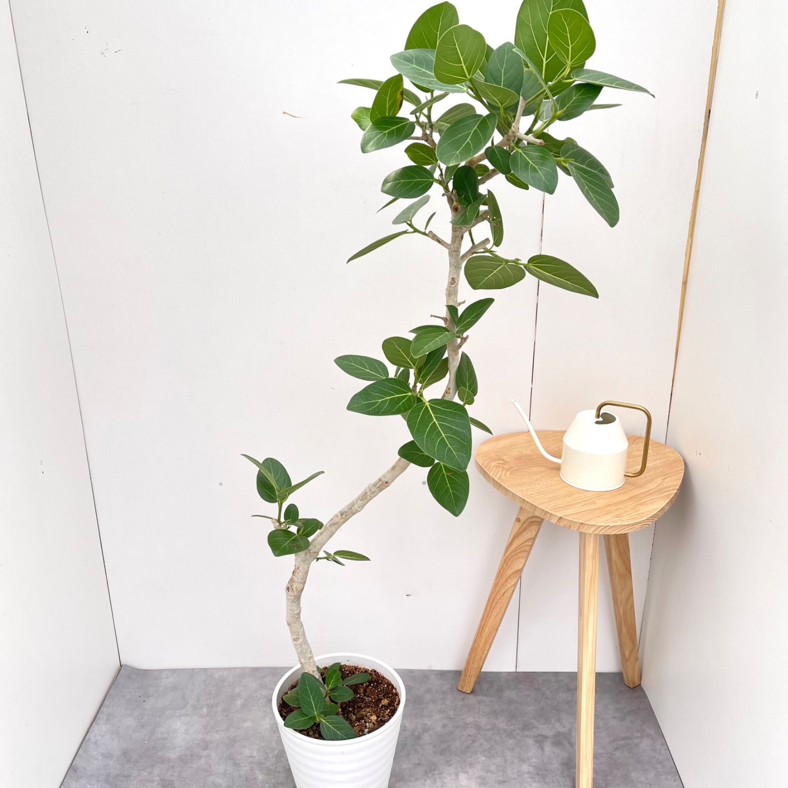 フィカス ベンガレンシス 曲がり 10 現品 観葉植物 大型 室内