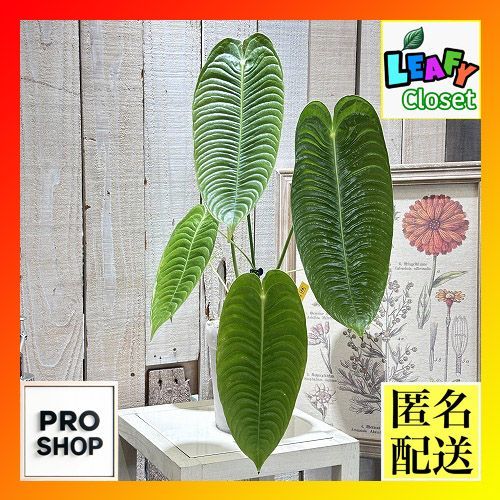 現品販売 ! 観葉植物 アンスリウム ベイチー 4号 現品 インテリア 室内 オシャレ カワイイ 室内 504599