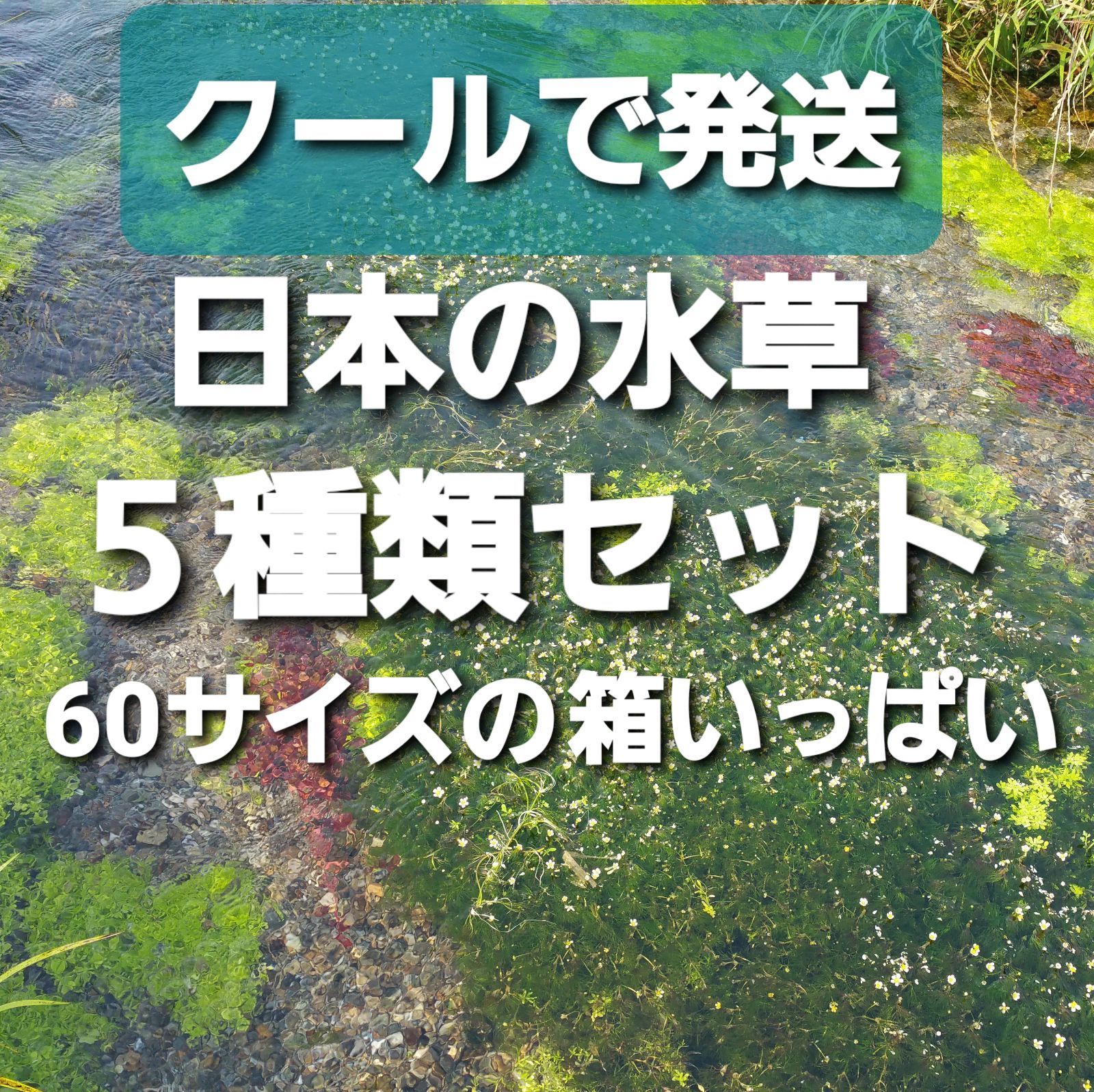 クールで発送 里山のビオトープ 日本の水草５種類セット 【アナカリス