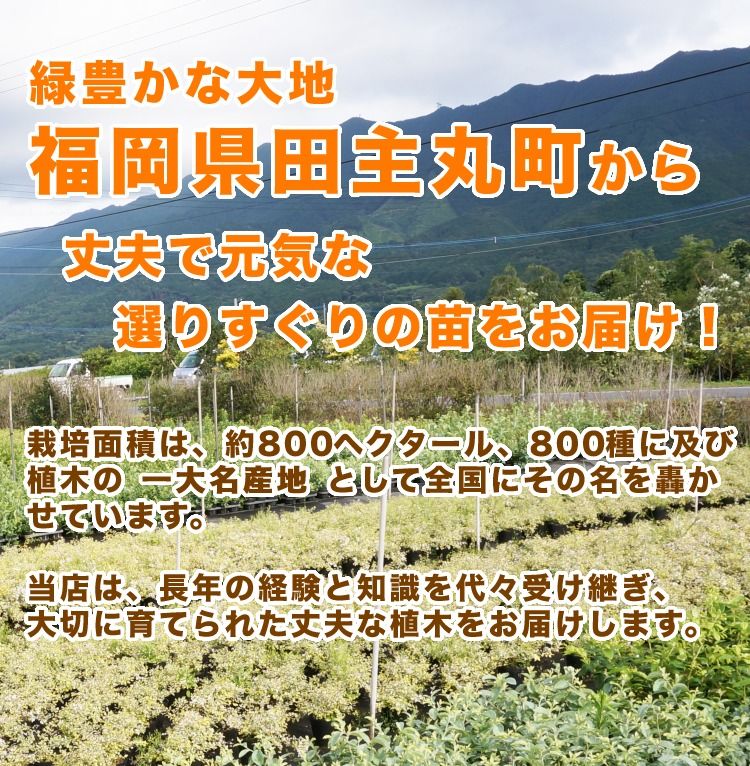 苗/苗木 【35本セット】 ギンモクセイ 樹高0.25m前後 10.5cmポット 銀