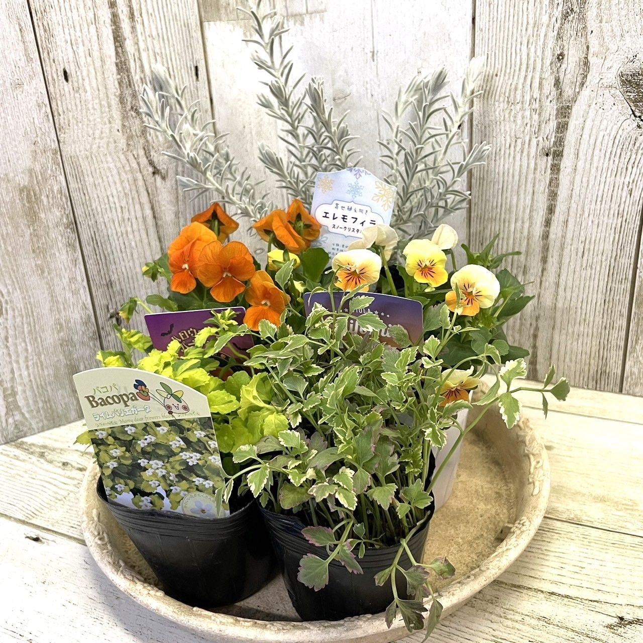 お花　寄せ植え　ビオラ ビオラの寄せ植え[アクア(プランターver]玄関 フラワーギフト