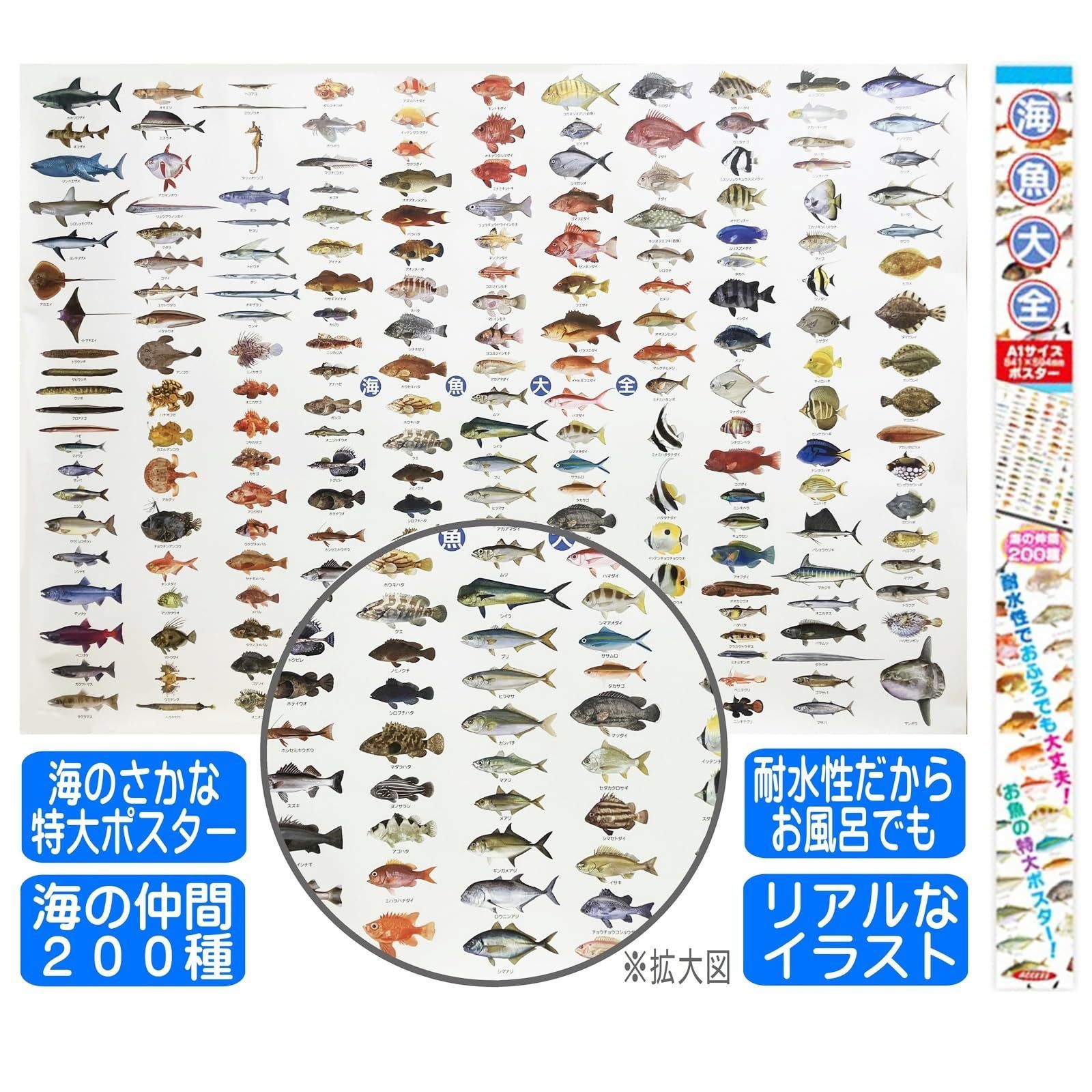 新品 海の魚 ポスター 特大サイズ 海魚大全 お風呂ポスター 図鑑