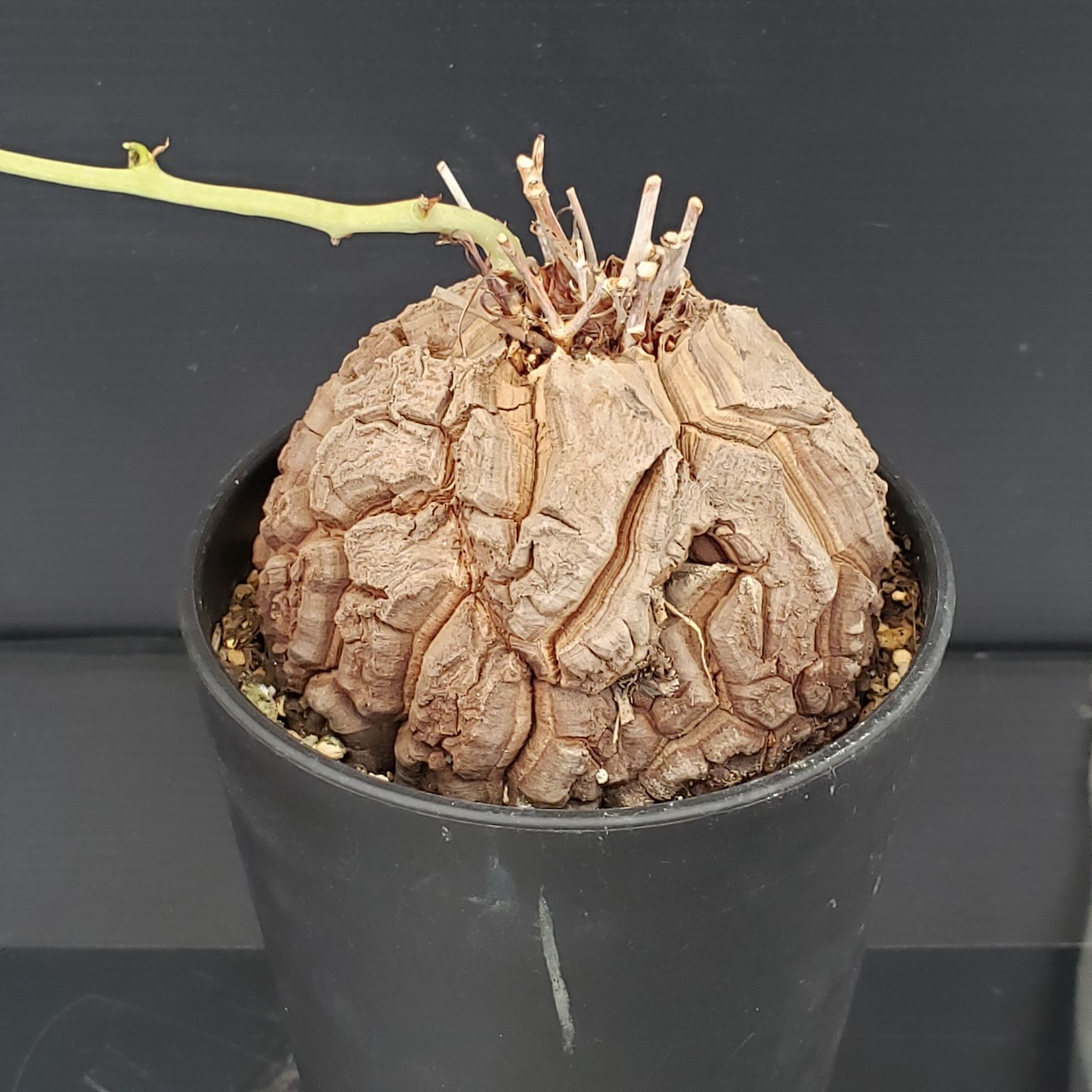 ユ*カ様 メキシコ亀甲竜（９Aラベル）　塊根植物　珍奇植物　ディオスコレア・メキ ユ*カ様 メキシコ亀甲竜（9Aラベル） 塊根植物 珍奇植物
