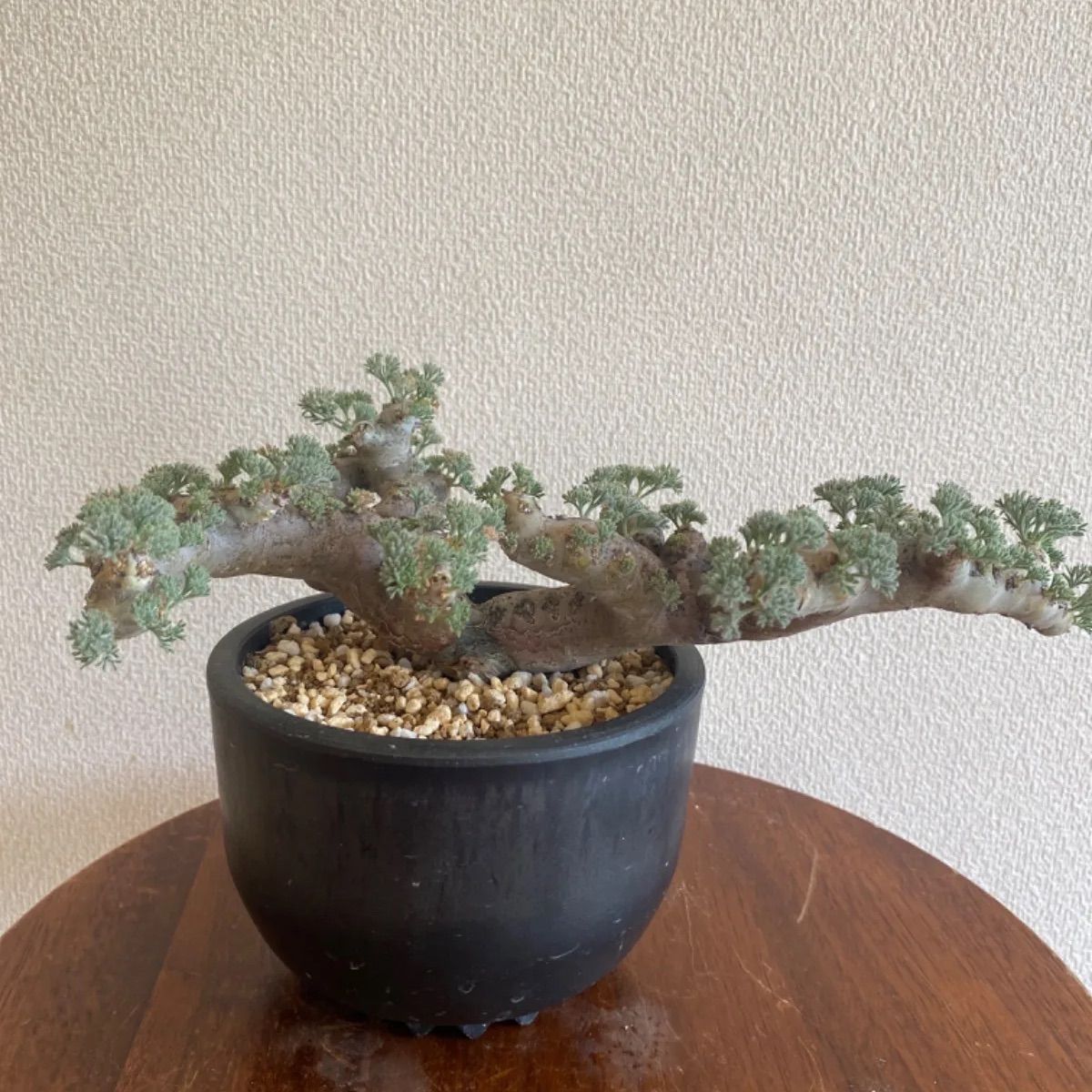 サルコカウロン・ムルチフィズム 現地球 良型株　大株 現品限り】サルコカウロン・ムルチフィズム 現地株 おそらく発根