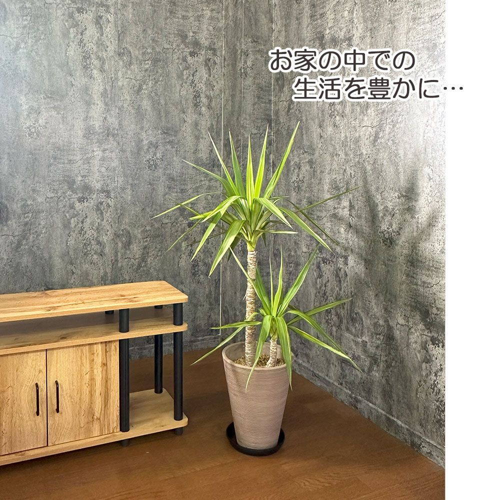 観葉植物 大型 ユッカ 斑入り 8号鉢 【現品】 茶プラスチック鉢 黒受皿