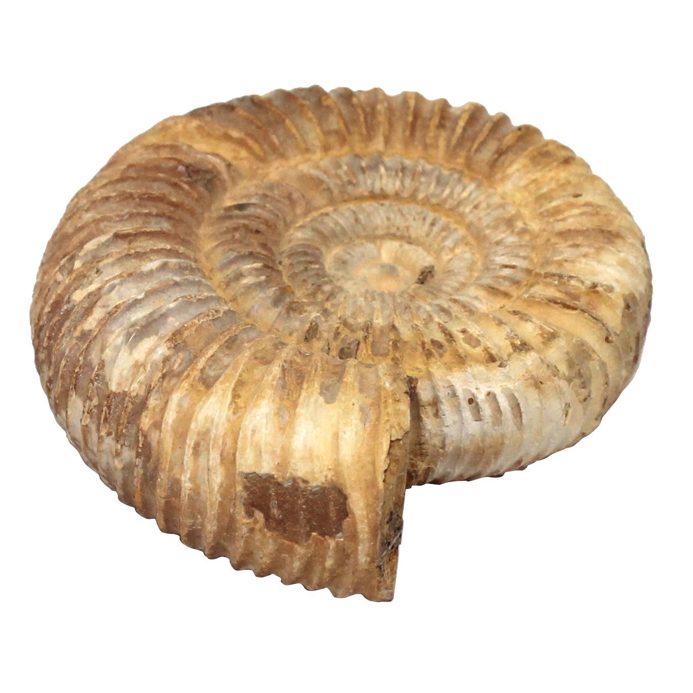 マダガスカル産 アンモナイト 化石 鉱物標本 販売商品】 本日ご紹介するのは、マダガスカル産の「アンモナイト