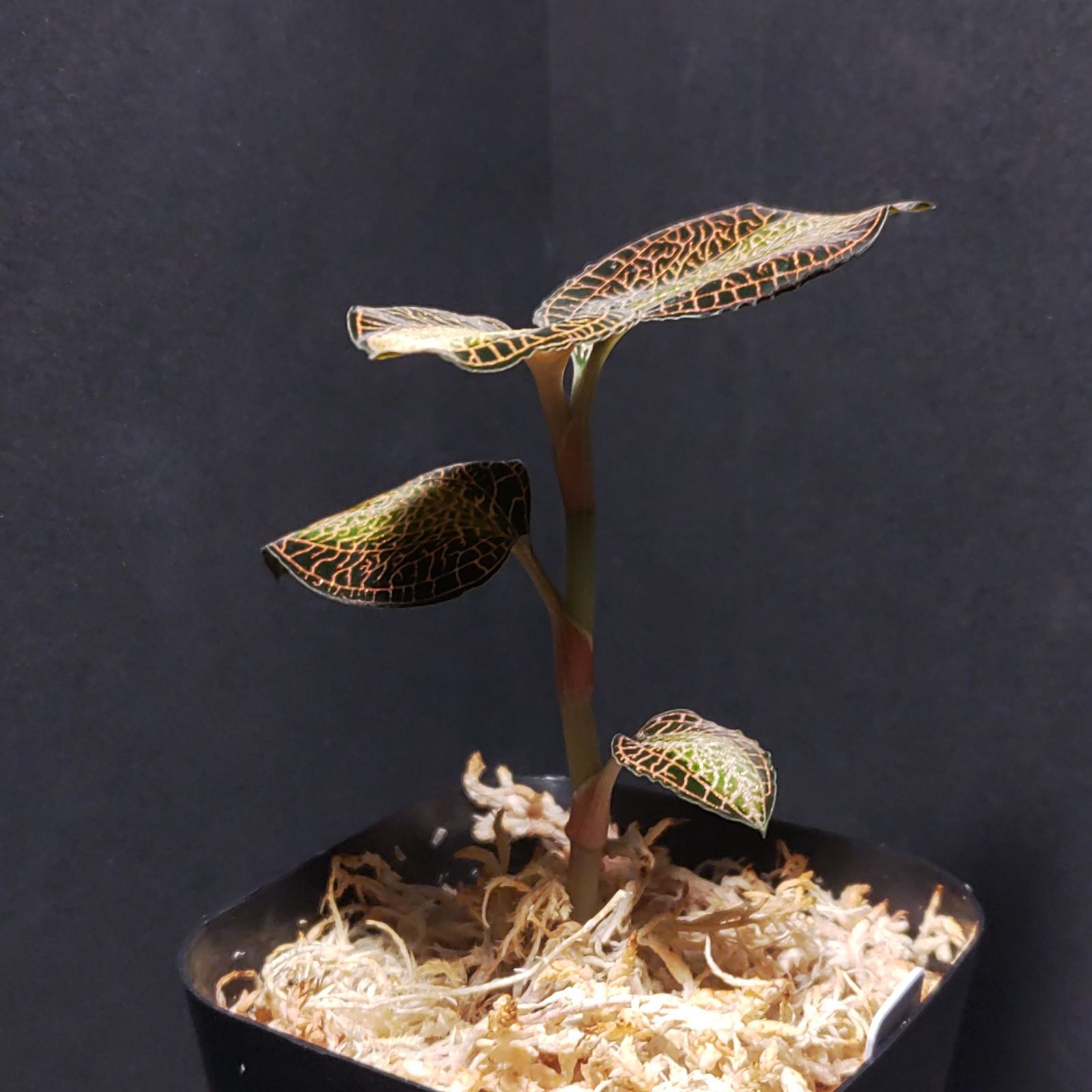 大特価 setsunさま注文品 アネクトキルス・ロクスバーギー サンライト その他観葉植物
