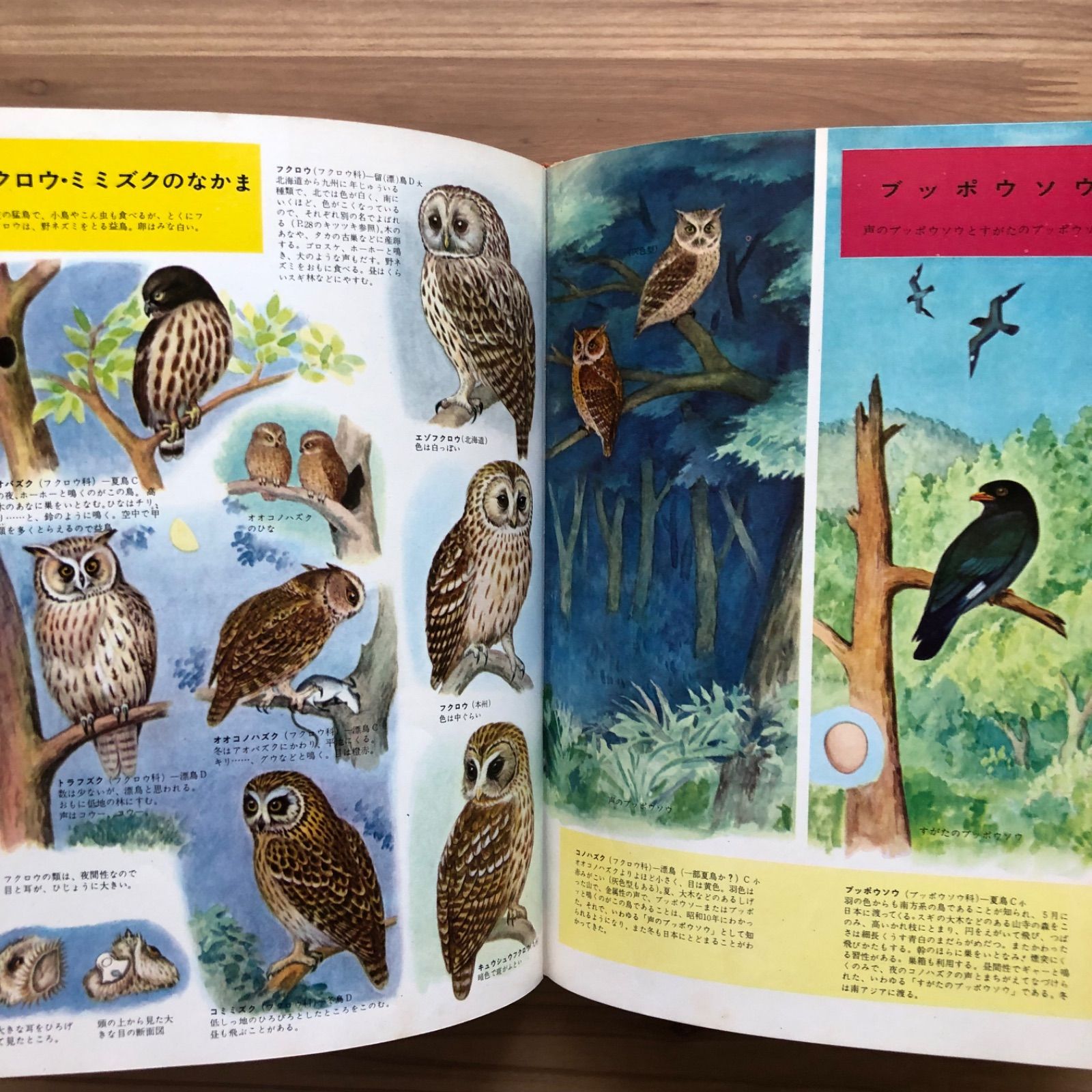 鳥類の図鑑/小学館の学習百科図鑑】箱付/平成2年 / 古本、中古