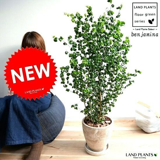 大特価！5鉢価格！モンステラ ノリナ アレカヤシ 苗 苗木 観葉植物