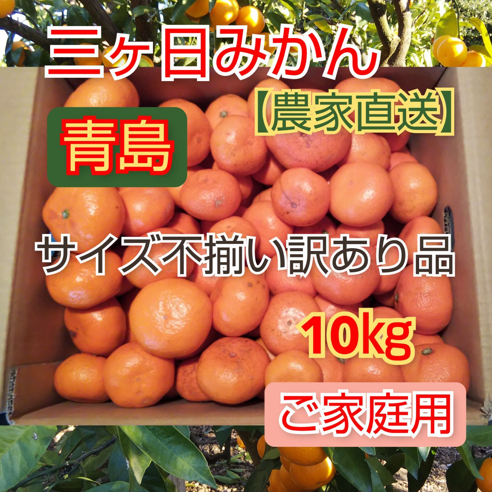 三ケ日青島みかん 10kg 送料無料 - みかん、柑橘類