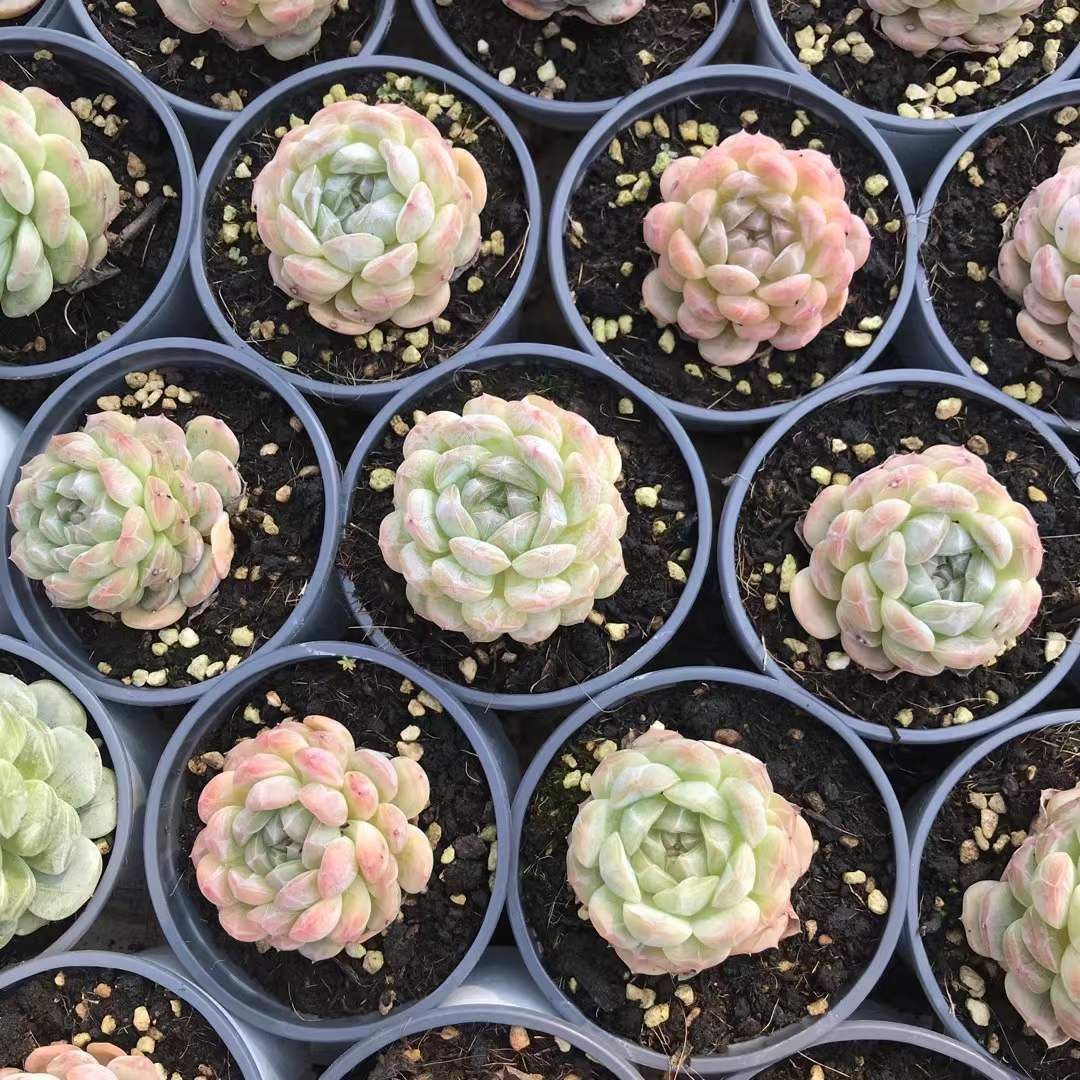 SKL1211×36 ハクロマンス 抜き苗 多肉植物 アエオニウム エケベリア 韓国苗 STEELWINDOWSANDDOORS_COM