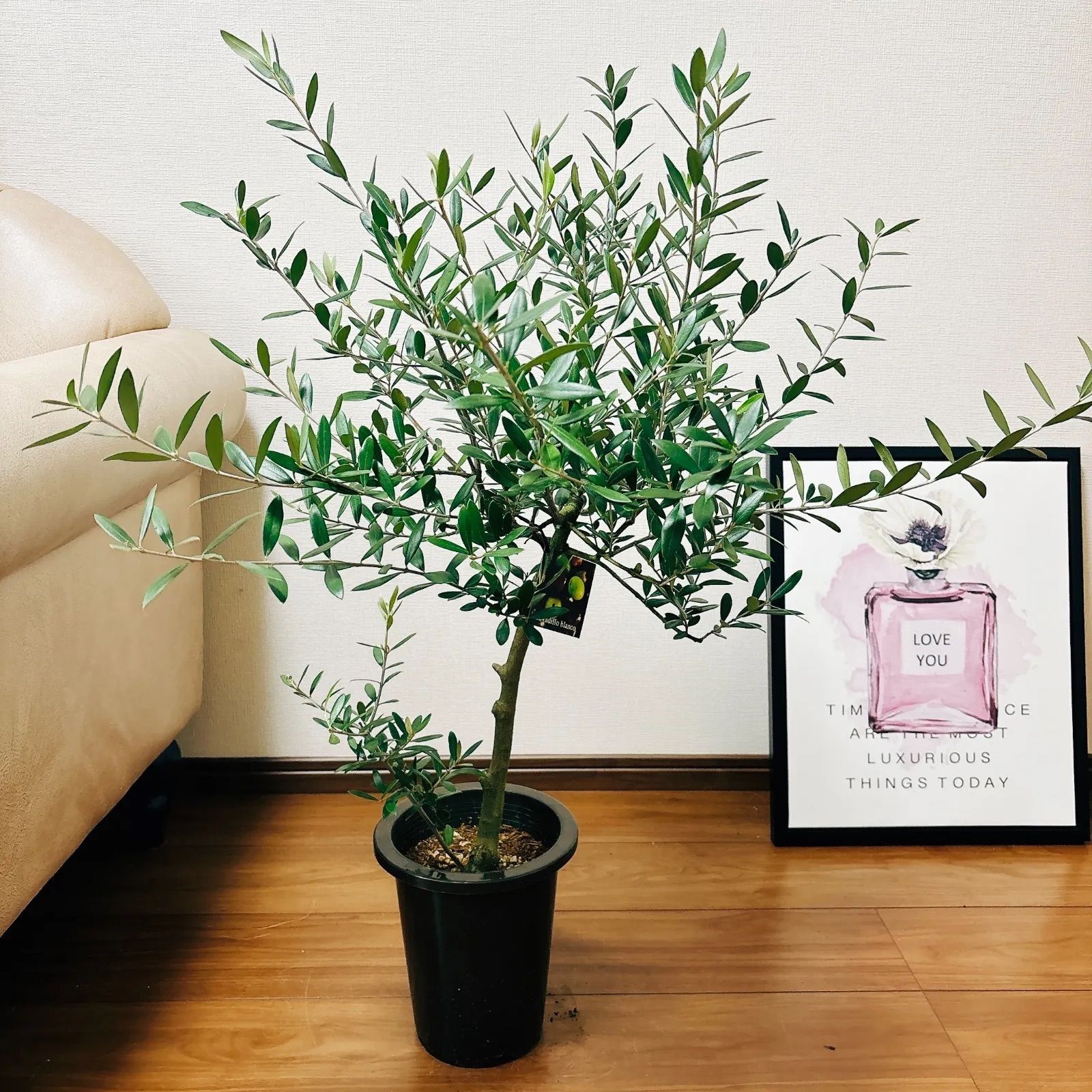 オリーブの木【ネバディロブランコ】創樹‼️観葉植物！高さ103！大株 
