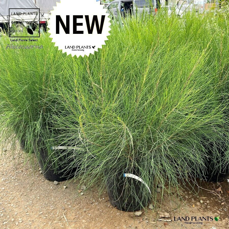 タマモクマオウ（玉木麻黄） 8号 ポット苗 1鉢 タマモクマオウ