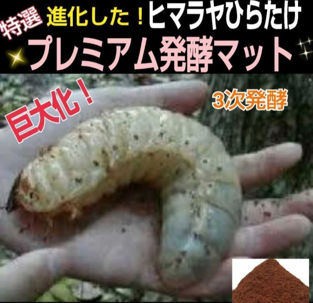 カブトムシ幼虫を入れるだけ！プレミアム3次発酵マット入り　20リットルBOX カブトムシ幼虫を入れるだけ便利です！プレミアム3次発酵マット