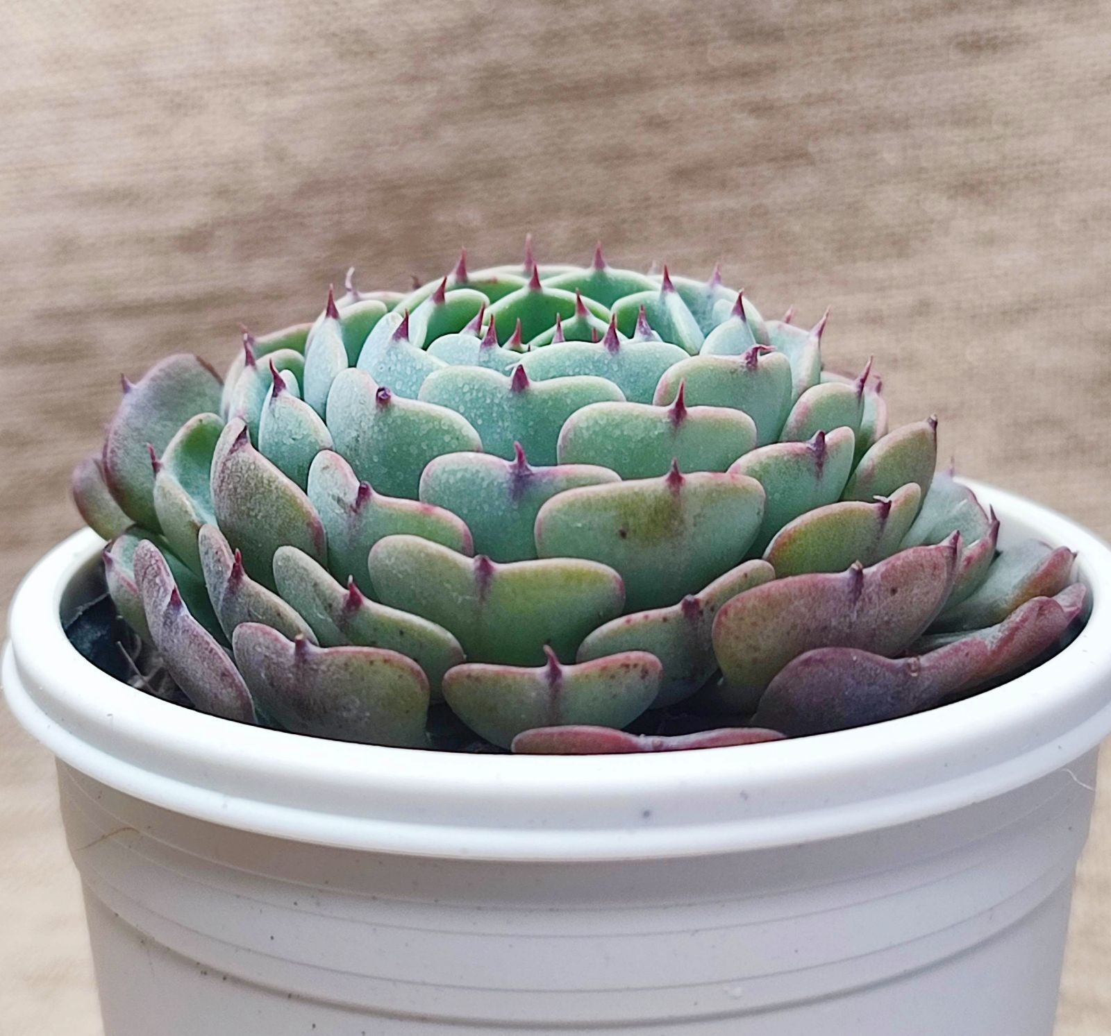 アンティーク レトロ 別ページで出品中 ドレッサー 鏡台 すずらん