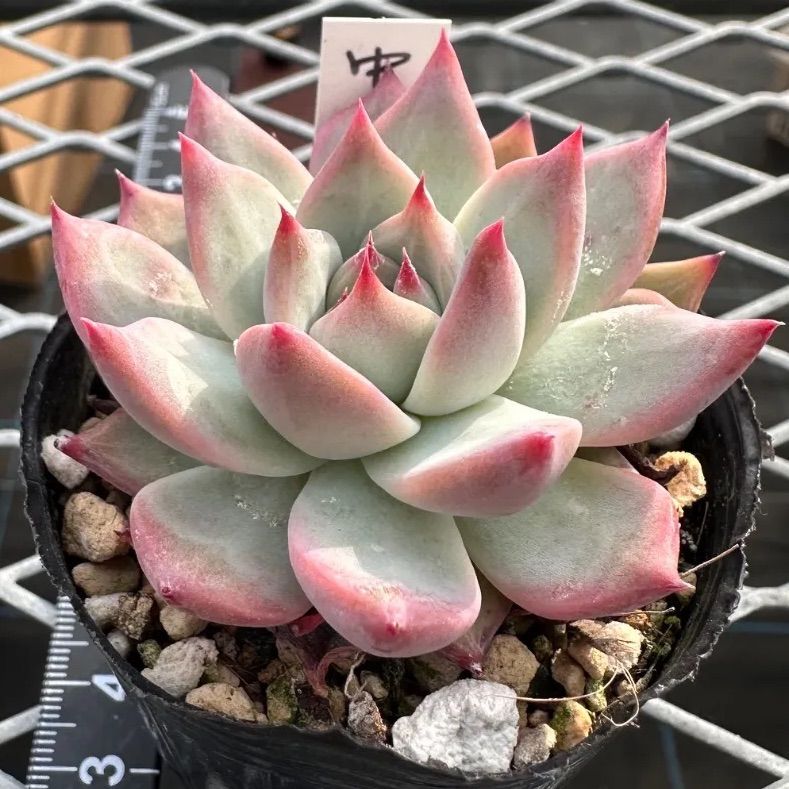 中里リンゼアナ 実生 コロラータ 自家受粉 エケベリア 多肉植物 - メルカリ