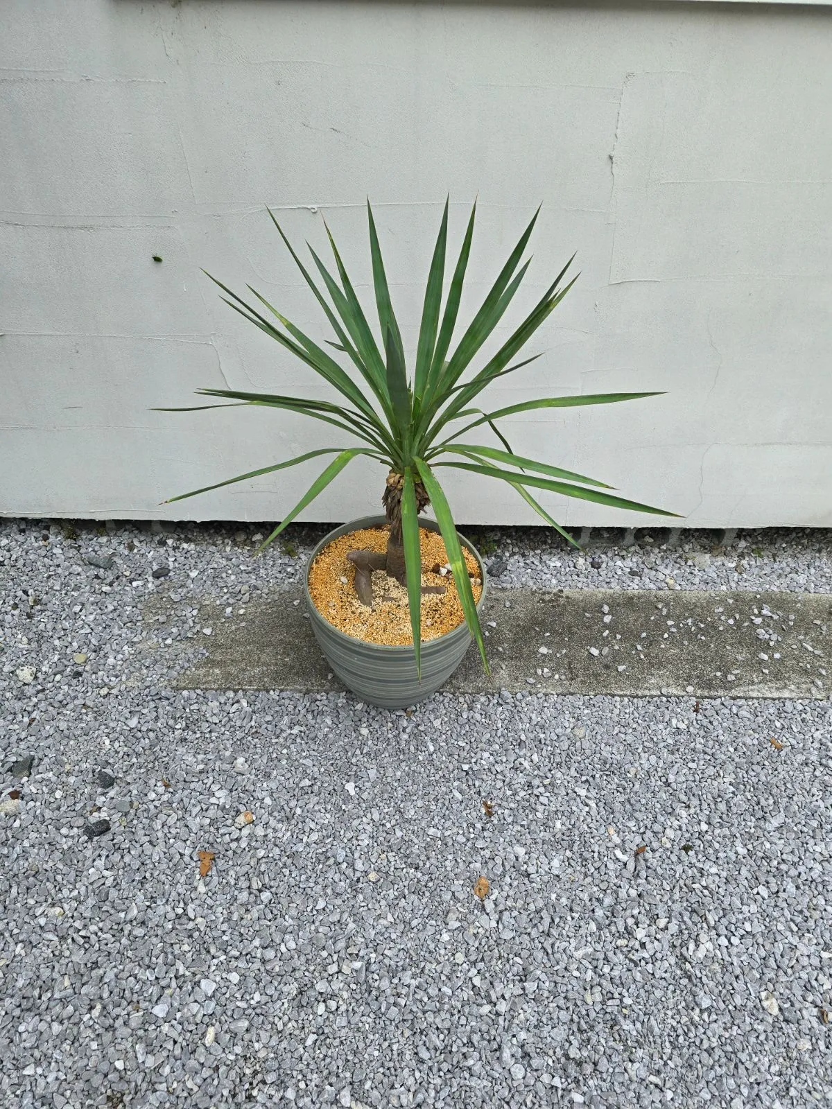 ユッカ・グロリオサ Yucca gloriosa 【公式通販】