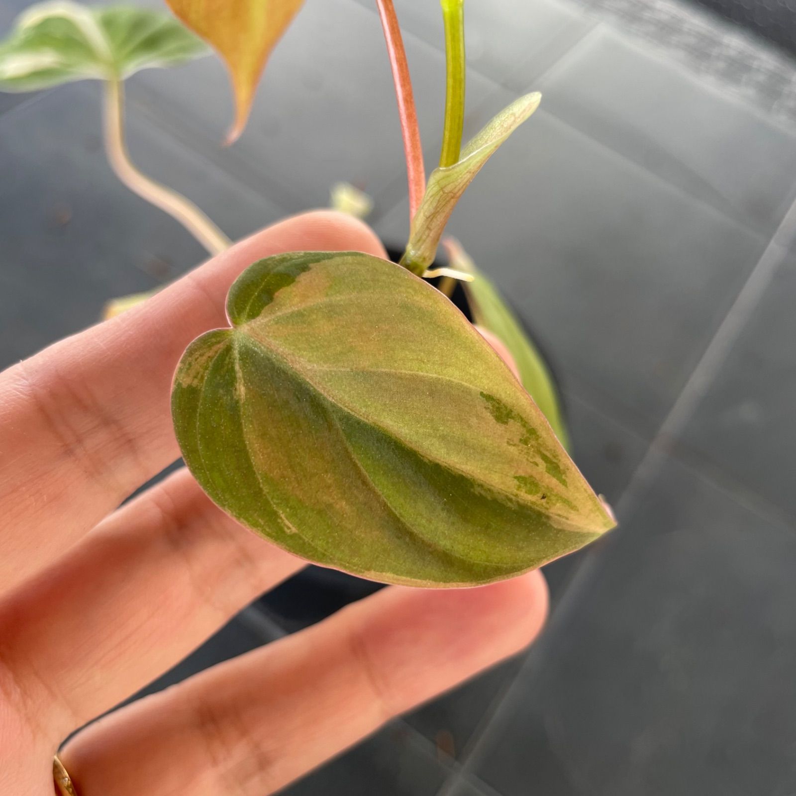 希少】フィロデンドロン ミカンス 斑入り - メルカリ