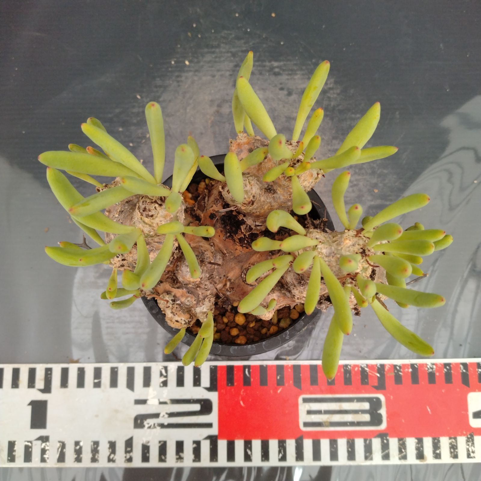 チレコドン レティキュラータス 万物想 現地球 発根済 良株 陶器鉢