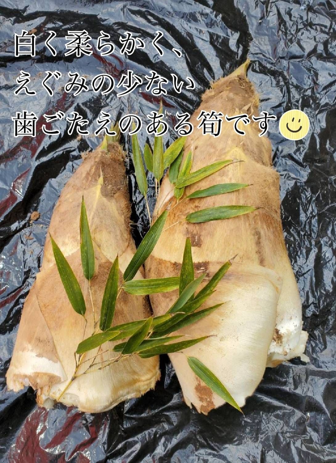 たけのこ 水煮