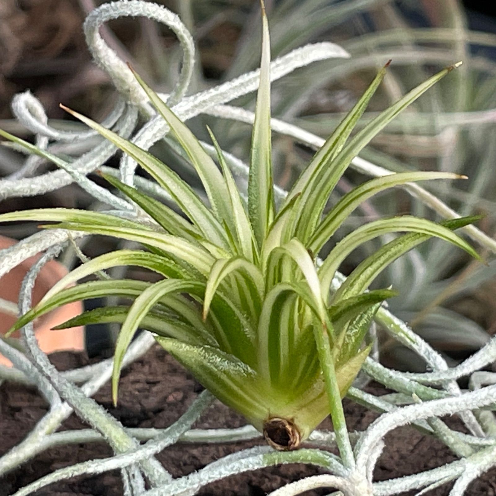 5φ×4]チランジア イオナンタ アルボマルギナータ Tillandsia