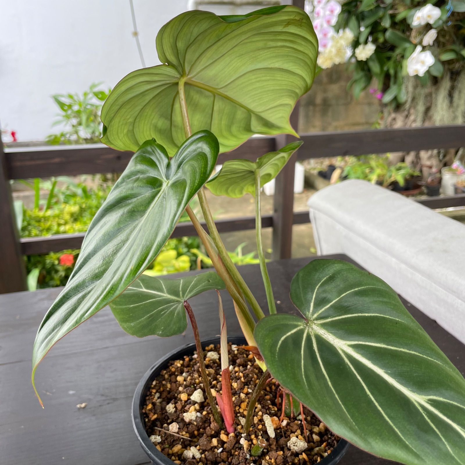 綺麗で元気な大株2株入り】 フィロデンドロン グロリオーサム Philodendron Gloriosum - メルカリ