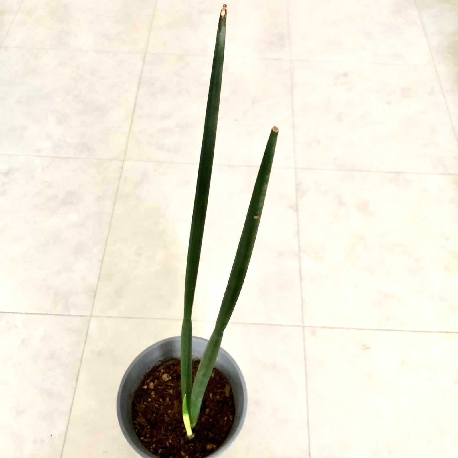 サンスベリア　スタッキー　子株 サンスベリア スタッキー 子株の通販 by Flower's shop｜ラクマ